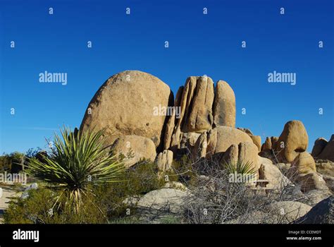 Rock Formations And Yucca Joshua Tree National Park California Stock