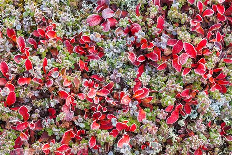 Our private nursery is located in loveland, ohio but we ship plants all over the united states. Botanist - Tundra- Northern Canada