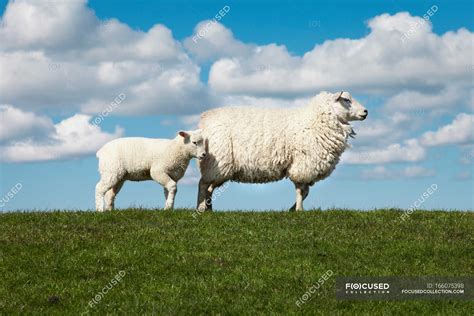 Adult Sheep With Lamb On Green Field In Sunlight — Rural Livestock