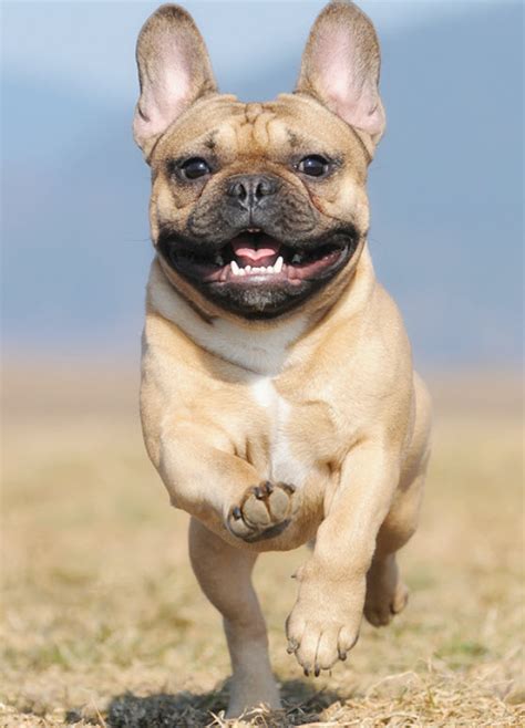 Learn About The French Bulldog Dog Breed From A Trusted Veterinarian