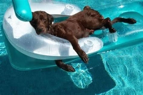 A Collection Of Hot Weather Tips For Your Dog