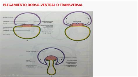 Cuarta Semana De Desarrollo Embrionario 2 Youtube