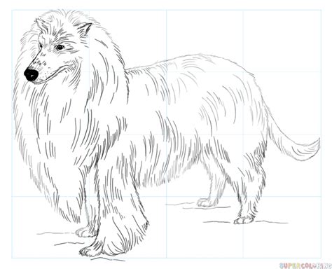 How To Draw A Rough Collie Step By Step Drawing Tutorials