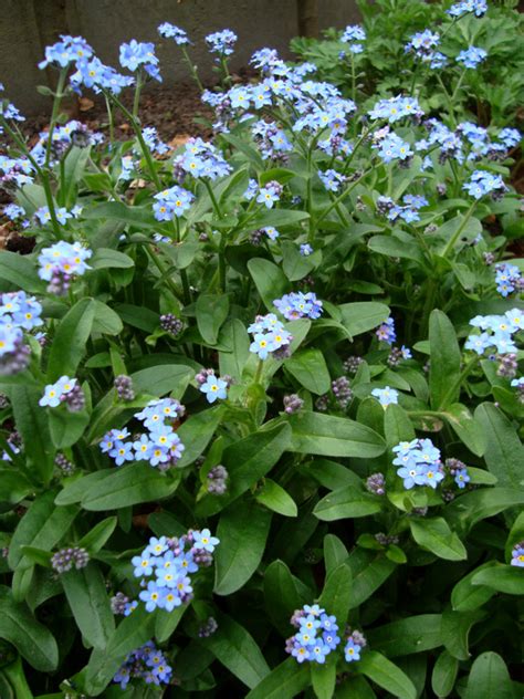 Leaves and flowers of dandelions are used in types of. Healing Weeds: Forget me Nots