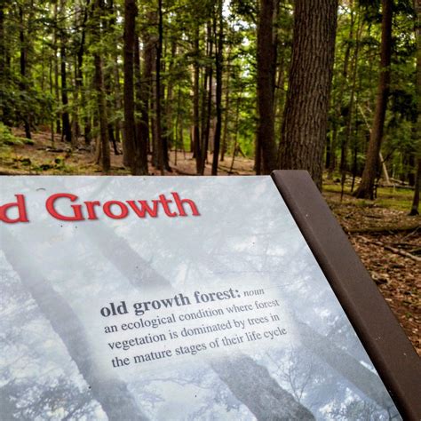 5 Amazing Benefits Of Old Growth Forests