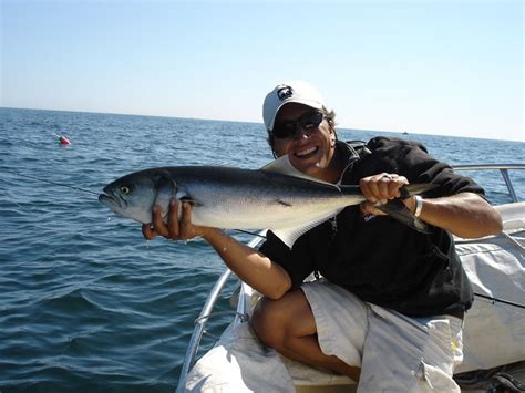 Maine Bluefish Fishing Maine Saltwater Fishing For Bluefish Diamond