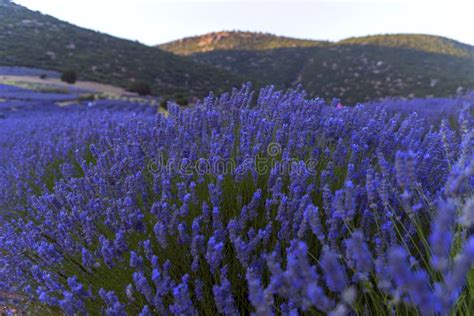 Purple Lavender Fields In Kuyucak Near Isparta Of Turkey Lavender With