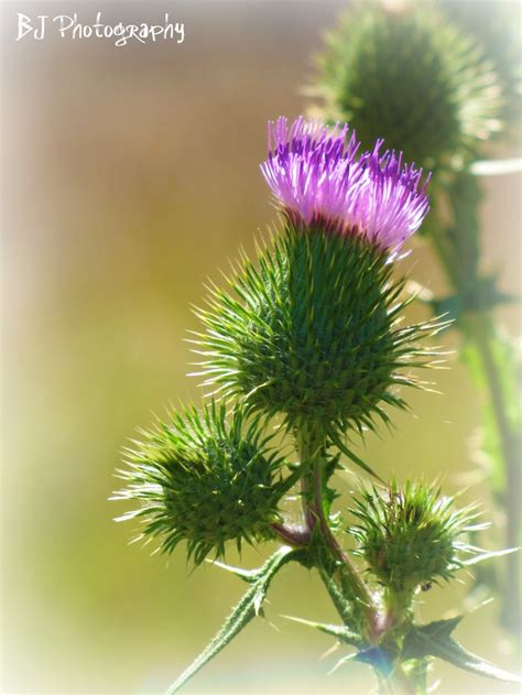 I Think This Is Called A Scottish Thistle But Not Sure Very Pretty