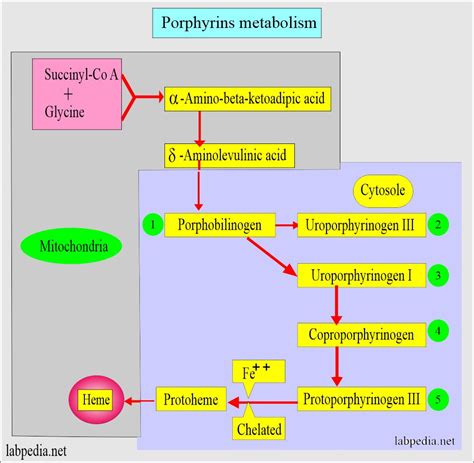 Porphyrias Porphyrins Porphobilinogen