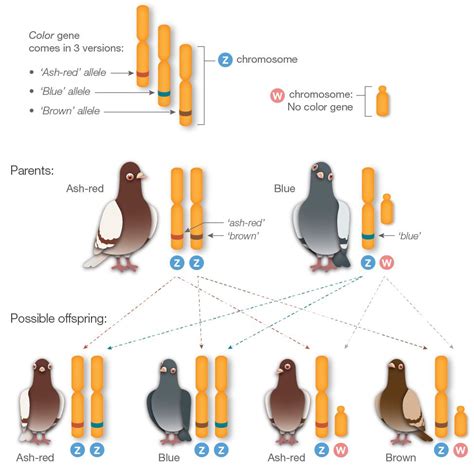 Pin On Birds Cromosun