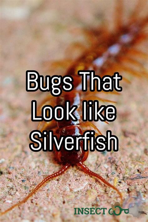 Identifying Bugs That Look Like Silverfish Silverfish