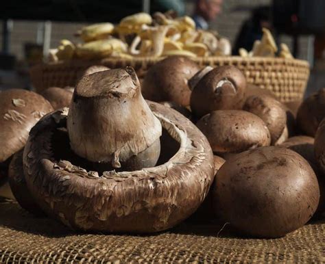 Portobello mushrooms grow best in manure composts rich in nutrients. How To Grow Portobello Mushrooms In 2020 - A Nest With A Yard