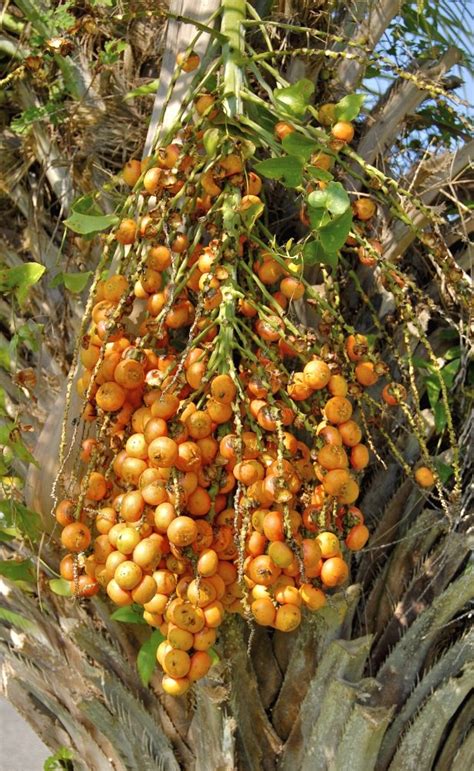 Put your fruit palm tree together. Bicycle forager brings home bags of jelly palm fruit ...
