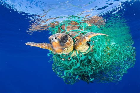 Much of plastic pollution comes from a simple source: Powerful Images of Plastic Pollution Go Viral - Blue Ocean ...