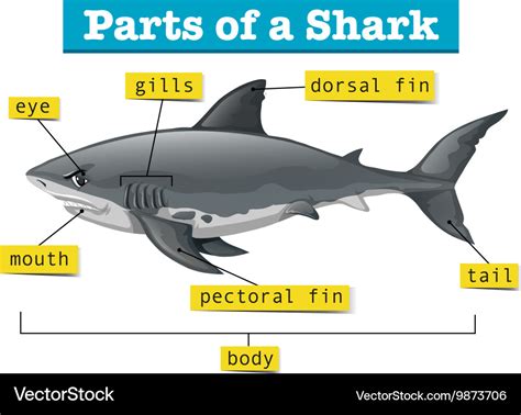 Bull Shark Diagram