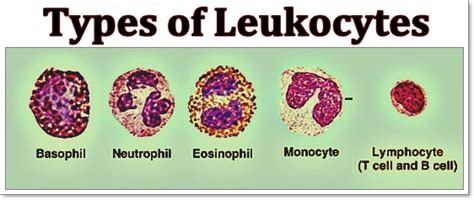 Mandell, douglas, and bennett's principles and practice of. The importance of knowing the blood type — Steemit