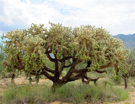 3 reasons not to hate the jumping cholla (seriously!) | tucson life | tucson.com