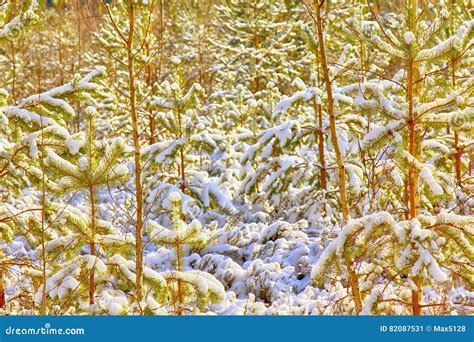 Early Snow In Autumn Forest Stock Image Image Of Background Plant