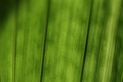 3840x2160 Wallpaper Plant Leaf Structure Macro Green Green Color