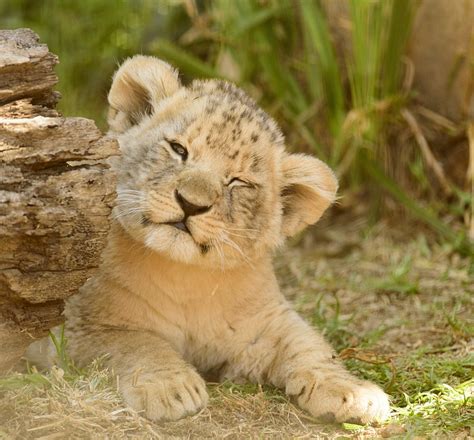 Lion Cub Adorable Cute · Free Photo On Pixabay
