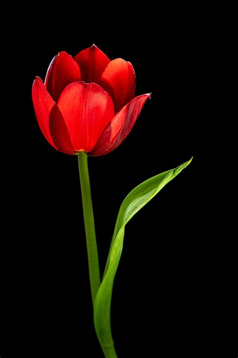 Simple Flower Photography Tutorial Step By Step With A Tulip