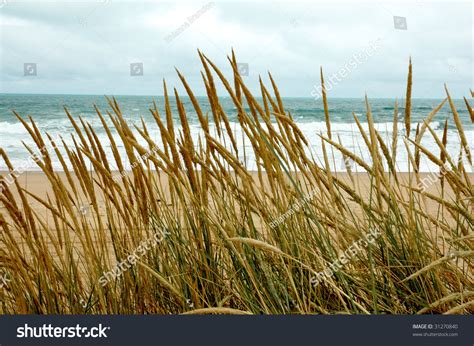 Coastal Sea Grass Stock Photo 31270840 Shutterstock