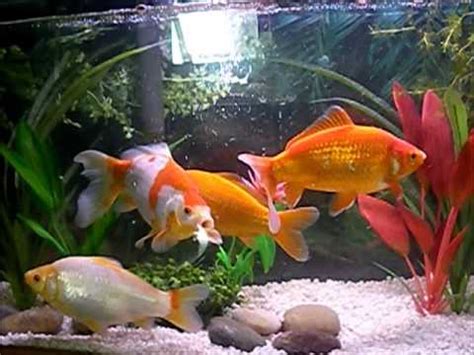 Is a 10 gallon tank really too small for goldfish? 8 inch Common Goldfish, 55 Gallon Tank - YouTube