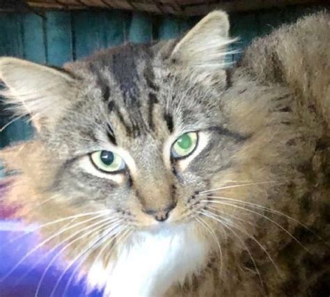We did not find results for: Pin on Maine Coons for adoption