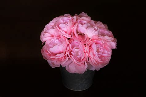 Pink Peonies On Black Free Stock Photo Public Domain Pictures