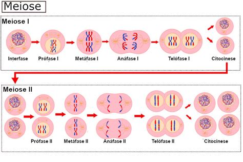 Meiose O Que Fases Resumo Completo E Ilustrado Meiose E Mitose The