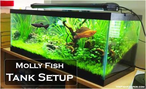 Molly Fish Carefeedingbreedingtank Setup And More 2020