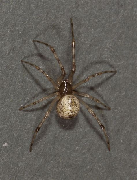We did not find results for: color shifts | spidersrule