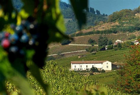 Your Guide To Beaujolais Wine Region Winetourism Com