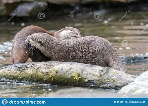 A Pair Of Otters Playing In The Water Stock Photo Image Of Cute