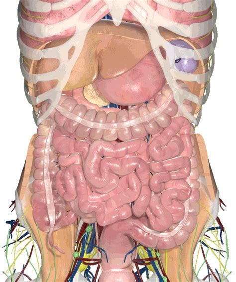 The abdomen is the largest cavity in the body. Medical Visualisation — Holoxica Limited