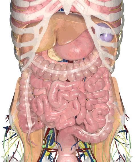 Find the perfect anatomy female abdomen stock photo. Medical Visualisation — Holoxica Limited