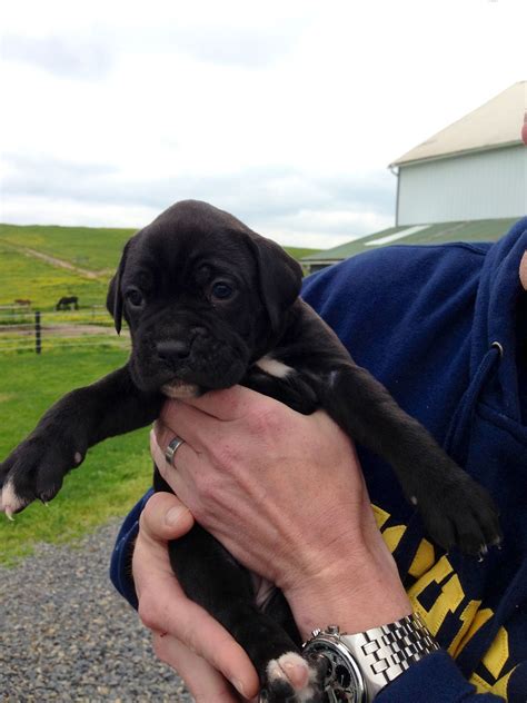Be sure to check out the available pups link to see available boxer puppies for sale or past litters. Sealed Boxer Puppies For Sale Near Me