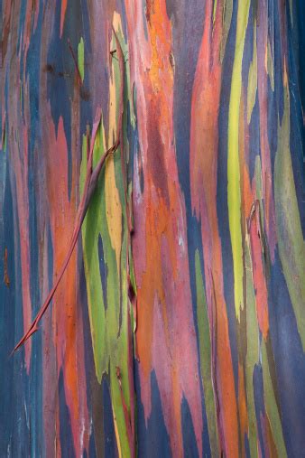 Rainbow Eucalyptus Tree Bark Stock Photo Download Image Now Istock