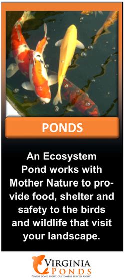 Koi fish are some of the most popular pond fish. Fish & KOI Pond Contractor-Builder|VA|Fairfax County ...