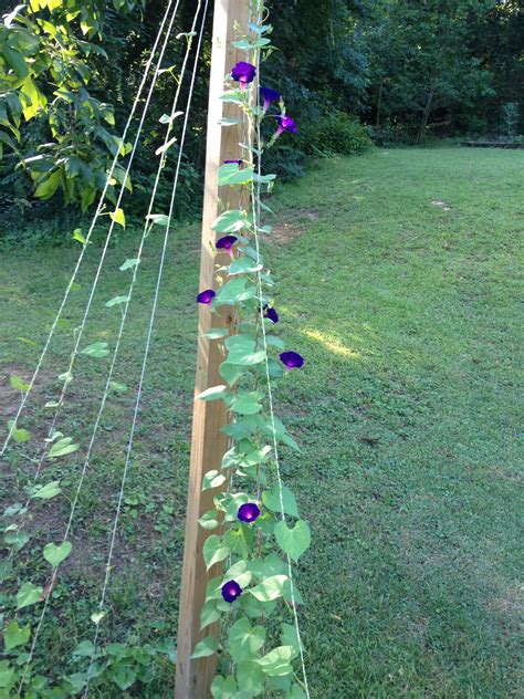 Check spelling or type a new query. Morning glory stringed trellis | Flower trellis, Morning ...