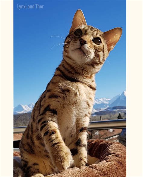 We did not find results for: F1 Bengal Cat | Bengal cat, Cats, Asian leopard cat