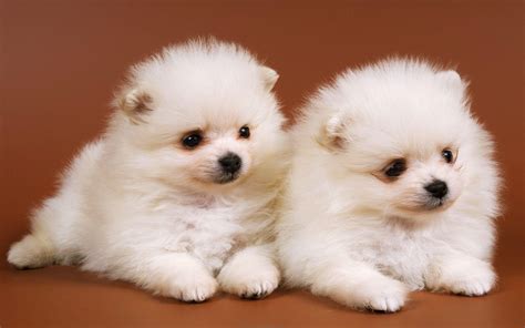 Baby Dogs Wallpapers Wallpaper Cave