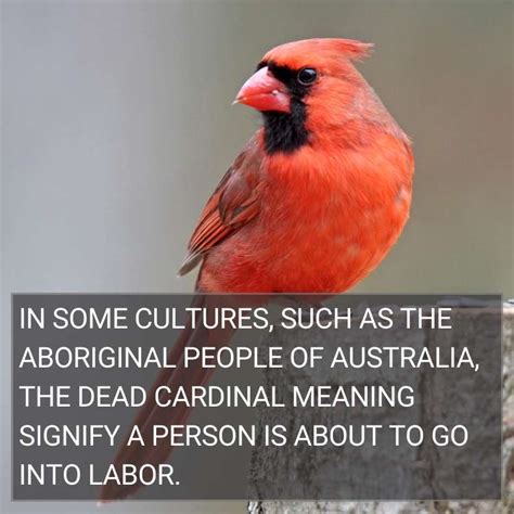 Dead Cardinal Meaning What Is The Spiritual Symbolism