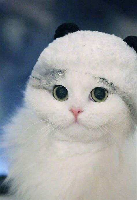 The 100 Most Cute Cat Pictures Of All Time In The World