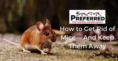 How much does pest control cost? How to Get Rid of Mice — And Keep Them Away - Orange ...