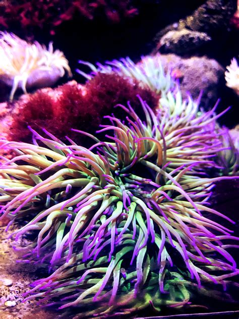 Sea Anemone Pictures Download Free Images On Unsplash