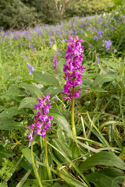 Early Purple Orchid Tonys Make It Wild