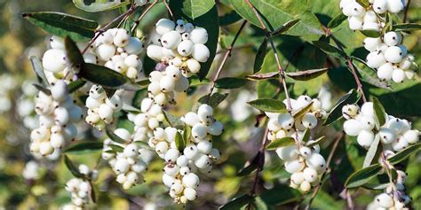 In autunno si formano frutti rosso brillante, assai decorativi. Informazione: Albero Con Fiori Bianchi A Grappolo