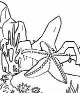 Starfish Coloringpagesfortoddlers Coloringfolder sketch template