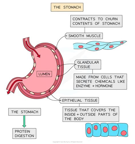 Cie Igcse Biology 复习笔记：715 The Stomach